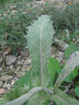 Image of Golovinomyces sonchicola U. Braun & R. T. A. Cook 2009