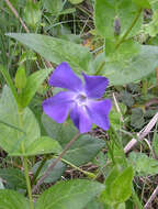 Image of Vinca major subsp. major