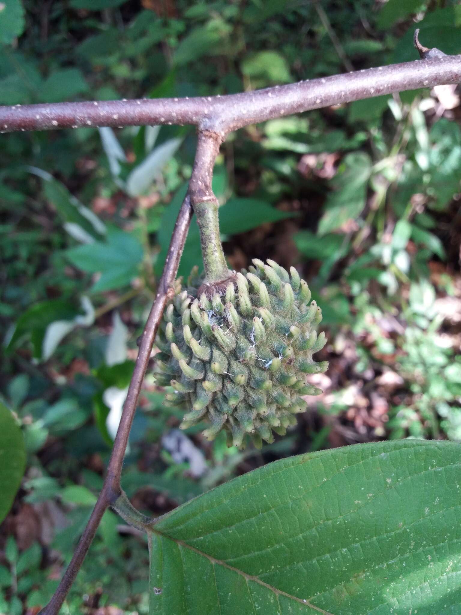 Imagem de Annona holosericea Saff.