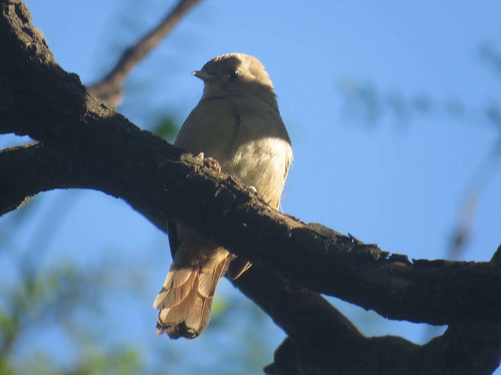 Image of Little Thornbird