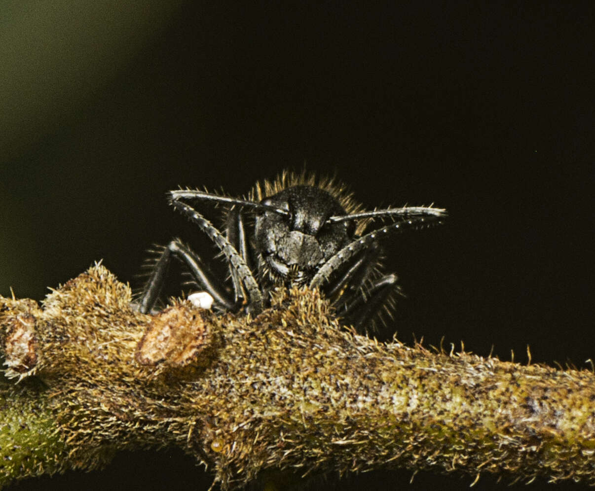 Plancia ëd Polyrhachis schoopae Forel 1902