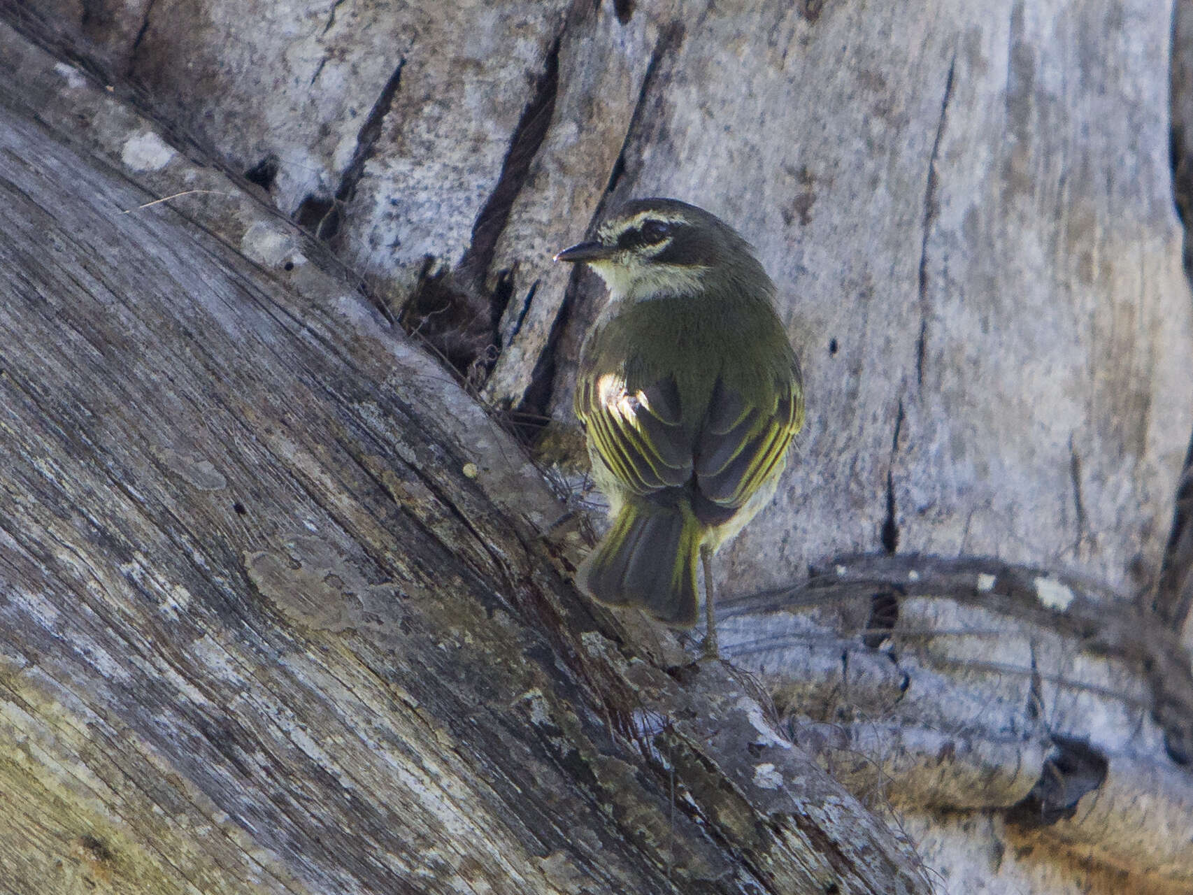 Image of Venezuelan Tyrannulet