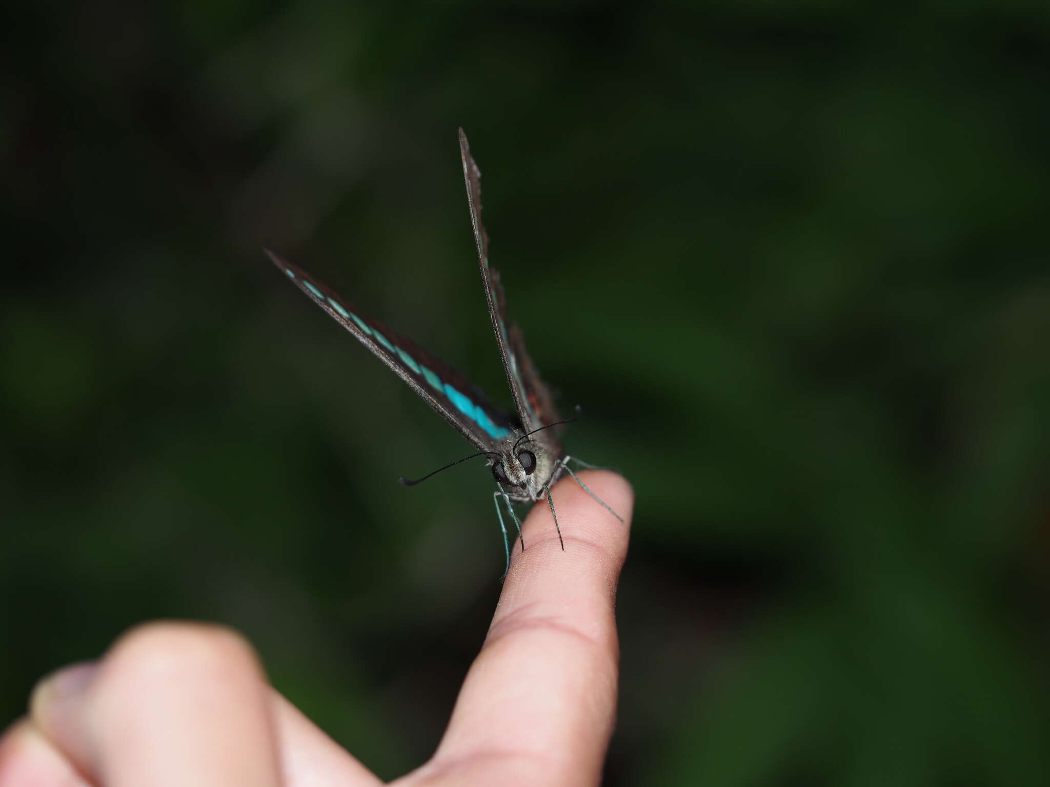 Image of <i>Graphium sarpedon connectens</i>