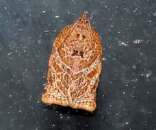 Image of Appleleaf-curling moth