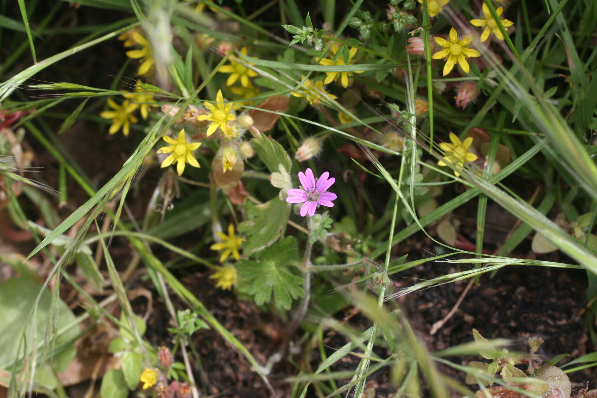 Image of Sedum modestum Ball