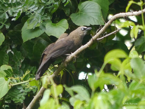 صورة Turdoides tenebrosa (Hartlaub 1883)