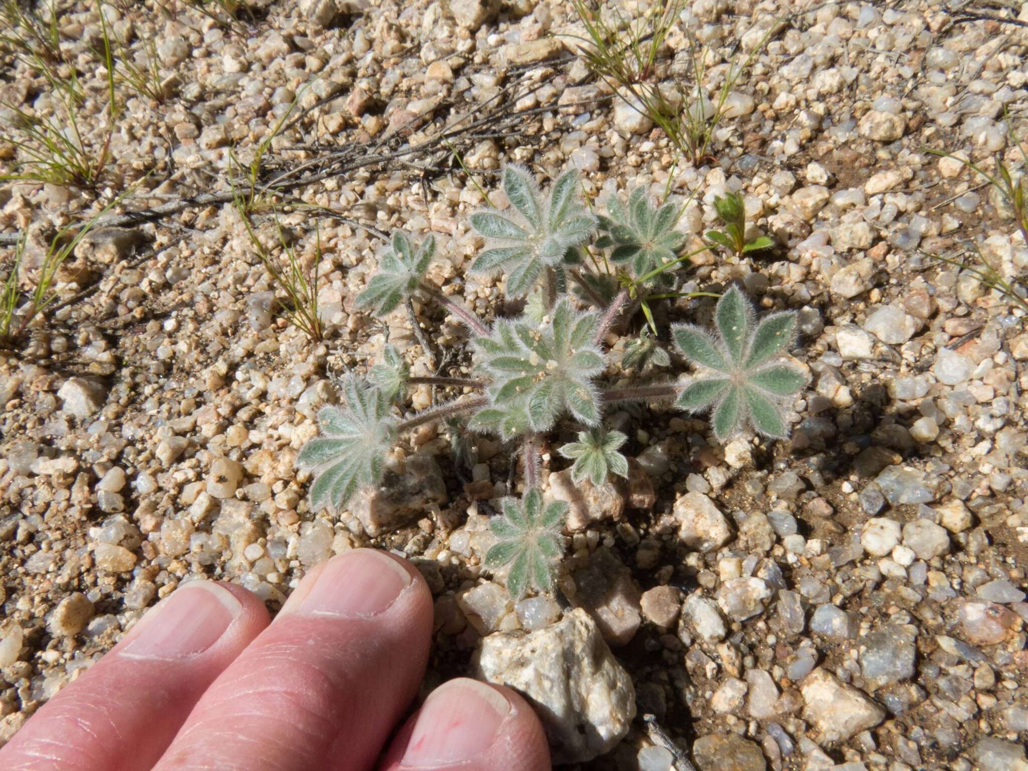 Image of bajada lupine