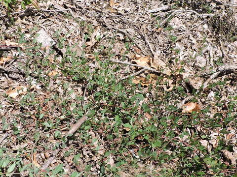 Image de Lespedeza procumbens Michx.