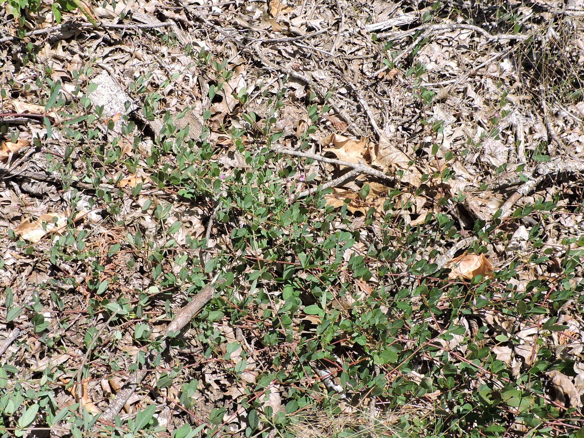 Image de Lespedeza procumbens Michx.