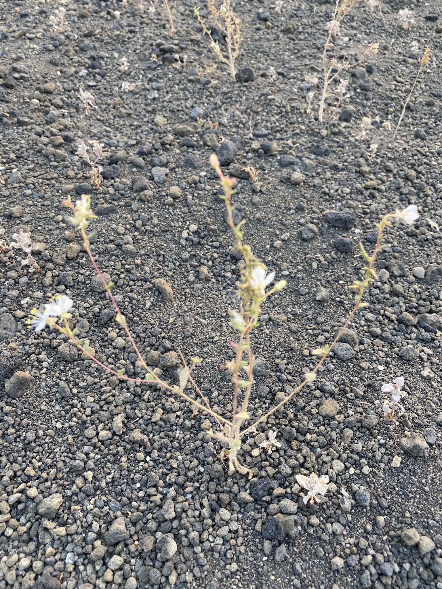 Image of Booth's evening primrose