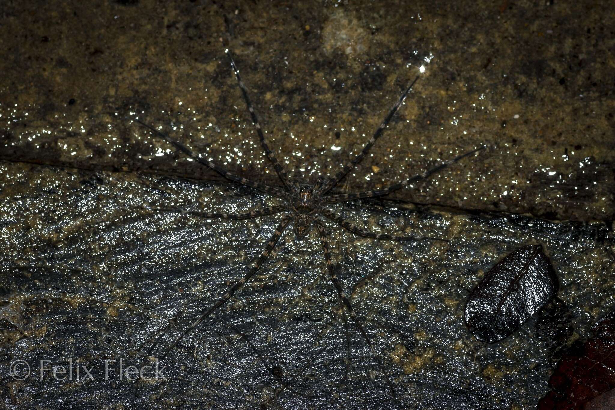 Image of Trechalea extensa (O. Pickard-Cambridge 1896)