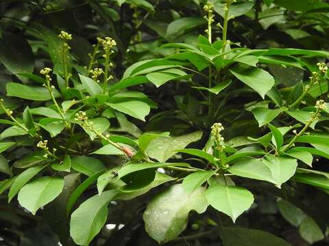 Dendropanax arboreus (L.) Decne. & Planch.的圖片