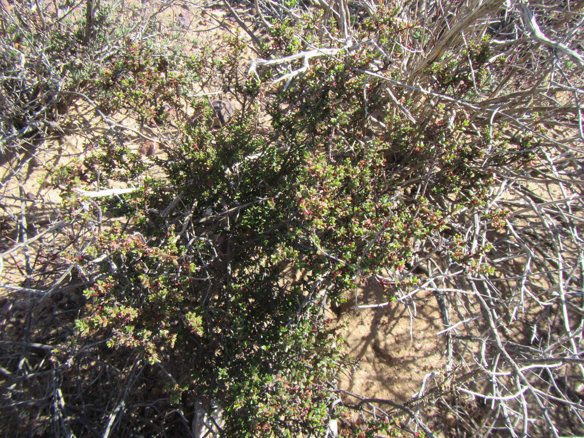 Image of Nenax namaquensis Puff