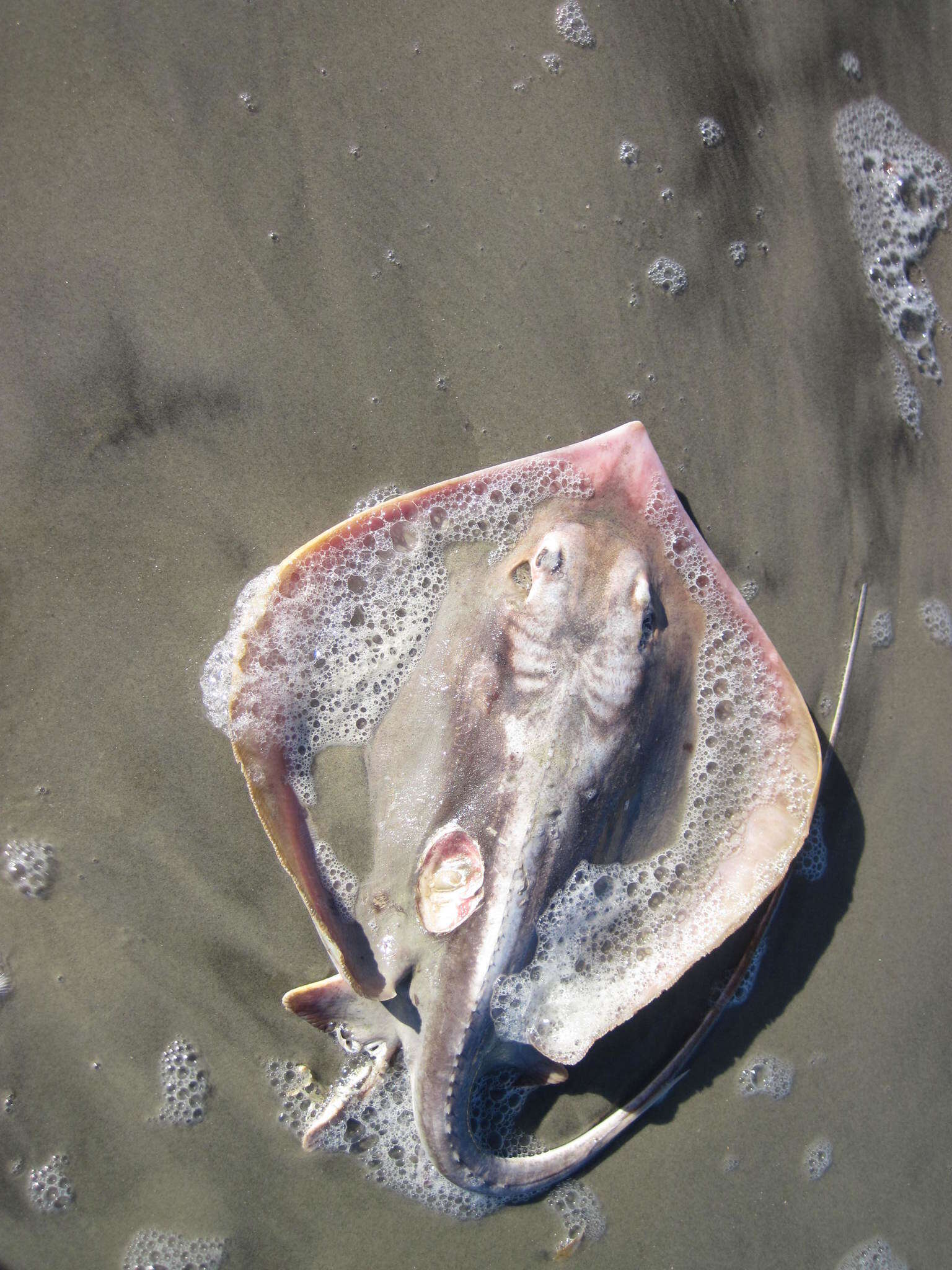 Image of Atlantic Stingray