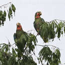 Amazona leucocephala leucocephala (Linnaeus 1758)的圖片