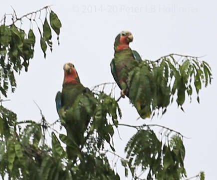 Image of Amazona leucocephala leucocephala (Linnaeus 1758)