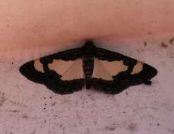 Image of Common Spring Moth