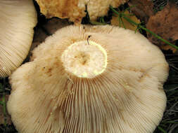 Image of Lactarius citriolens Pouzar 1968