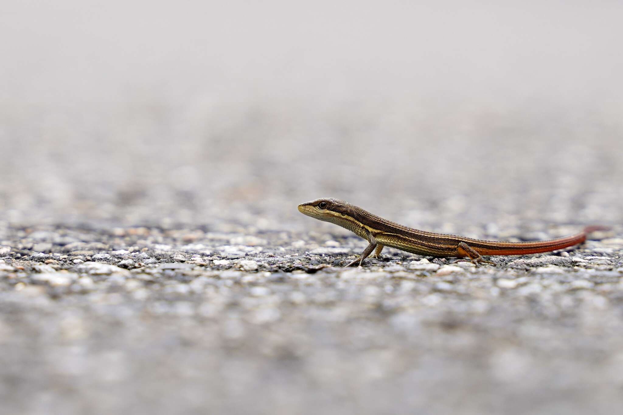 Image of Takydromus stejnegeri Van Denburgh 1912