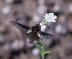 Image of Bombylius albicapillus Loew 1872