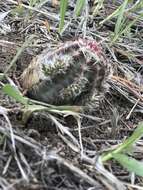 Image de Echinocereus viridiflorus subsp. viridiflorus