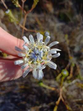 Image of Lachnaea filamentosa (Thunb.) Meissn.