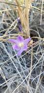 Sivun Brodiaea santarosae T. J. Chester, W. P. Armstr. & Madore kuva