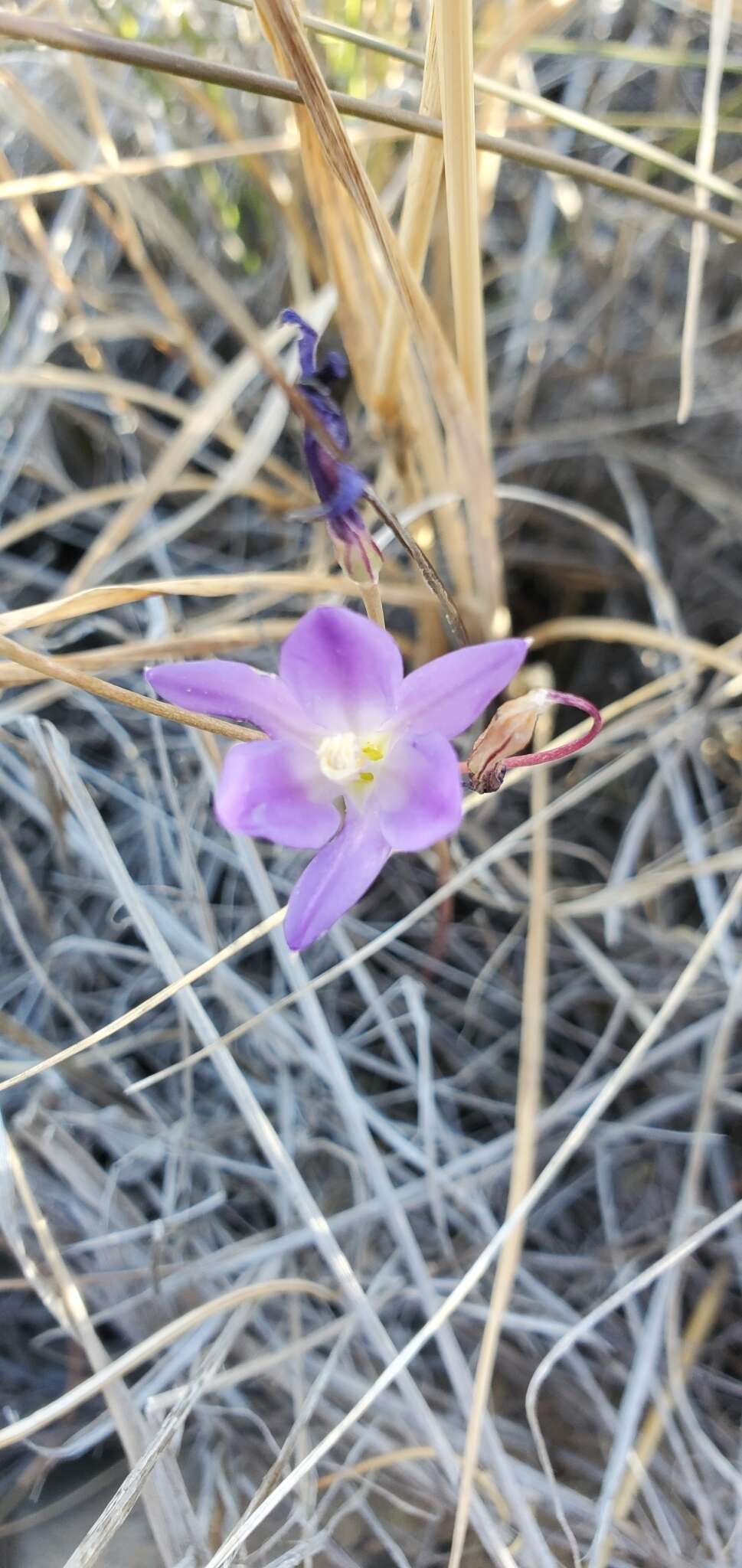 Sivun Brodiaea santarosae T. J. Chester, W. P. Armstr. & Madore kuva