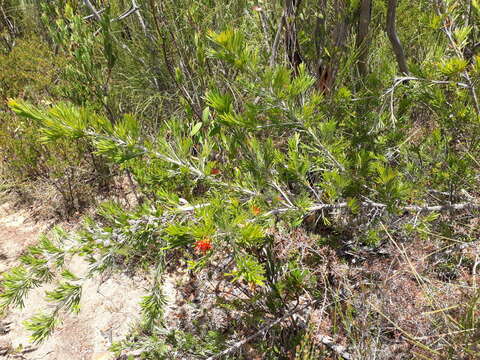 Image of Grevillea concinna R. Br.