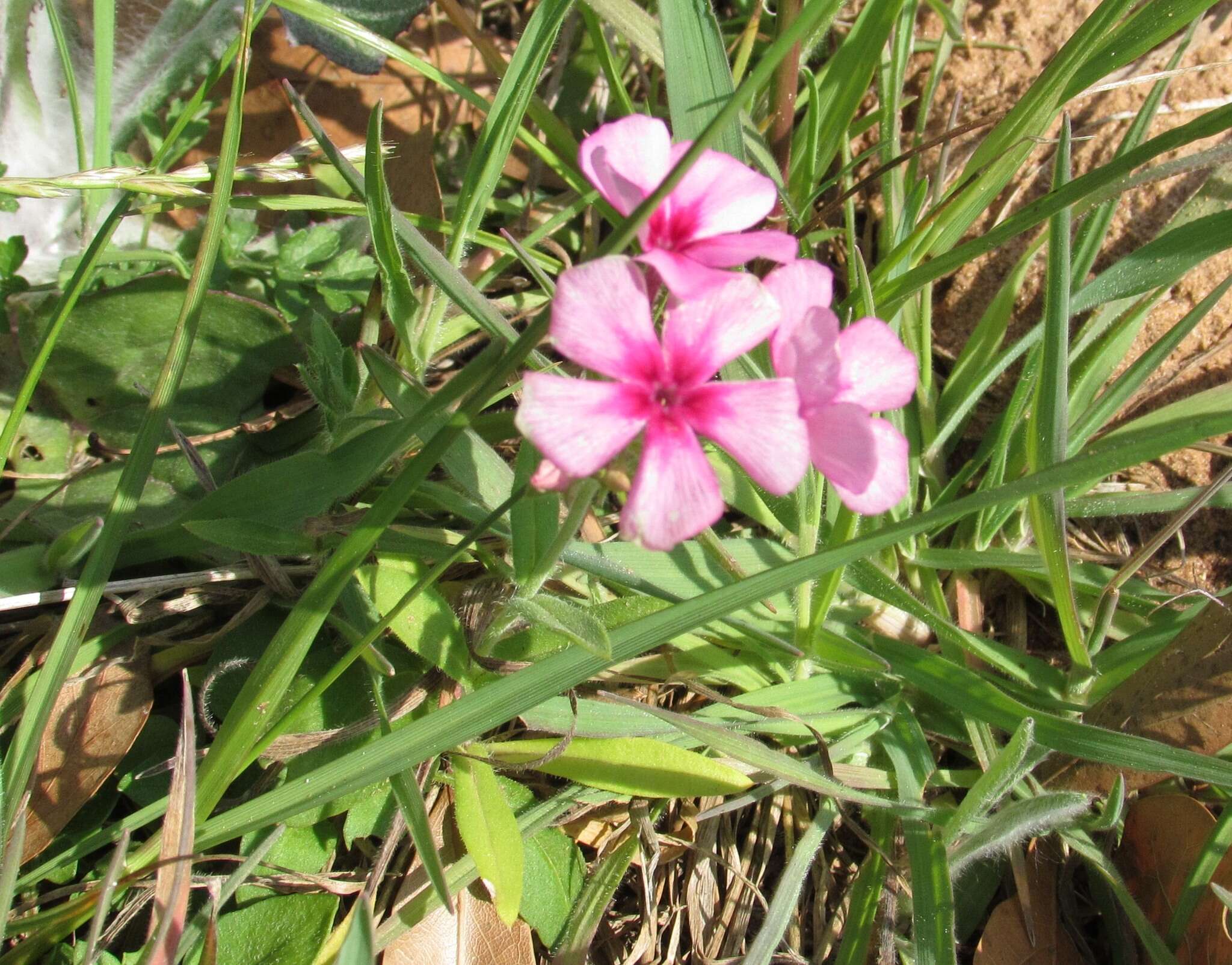 Image of annual phlox