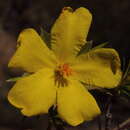 Image of Hibbertia graniticola J. R. Wheeler