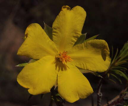 Hibbertia graniticola J. R. Wheeler resmi