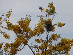 Image of <i>Cenostigma eriostachys</i>