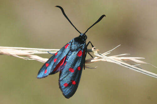 Image of Zygaena dorycnii Ochsenheimer 1808