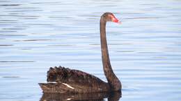 Image of Black Swan