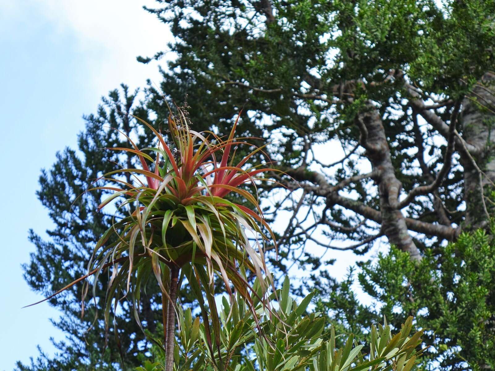 Image of Dracophyllum latifolium A. Cunn.