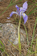 Plancia ëd Iris unguicularis subsp. carica (Wern. Schulze) A. P. Davis & Jury