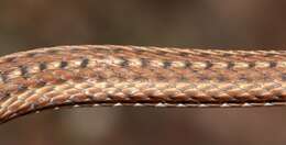 Imagem de Psammophis notostictus Peters 1867