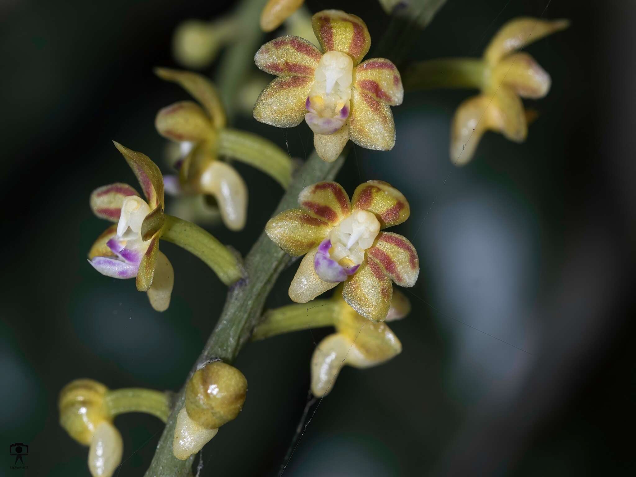 Cleisostoma tenuifolium (L.) Garay的圖片