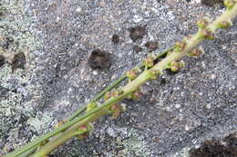 Image of Marsh Arrowgrass