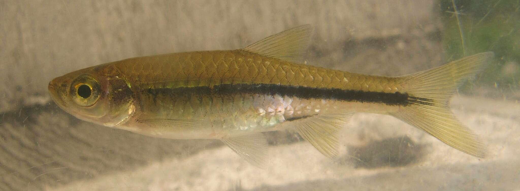 Image of Chinese rasbora