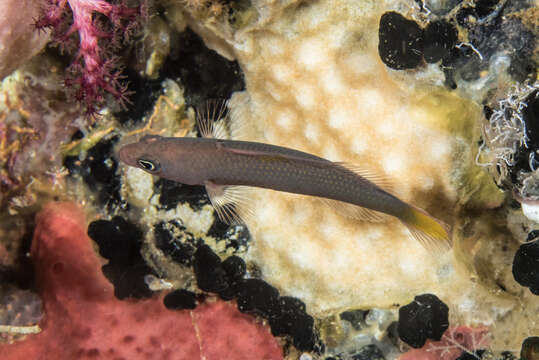 Image de Pseudochromis marshallensis Schultz 1953