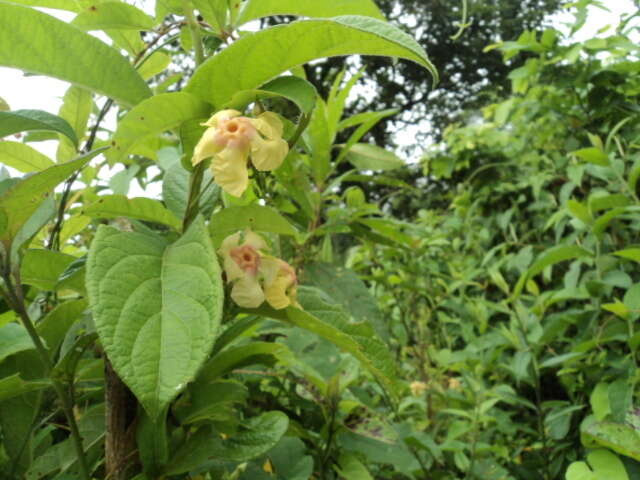 Imagem de Mandevilla subsagittata (Ruiz & Pav.) R. E. Woodson