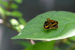 Image of Potanthus flava Murray 1875