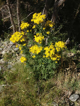 Image de Jacobaea vulgaris Gaertn.