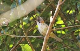 Plancia ëd Yuhina flavicollis Hodgson 1836