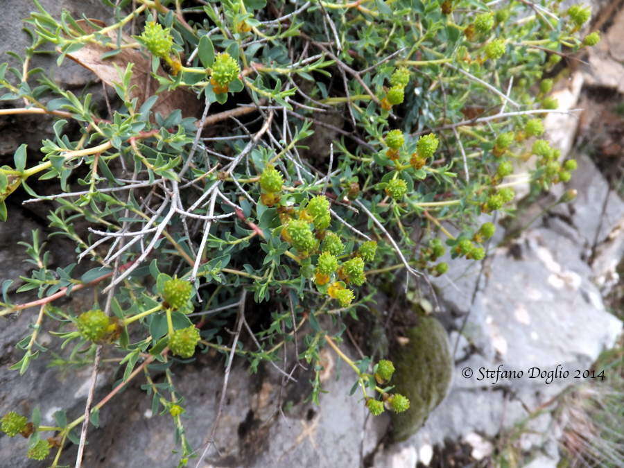 Слика од Euphorbia spinosa L.