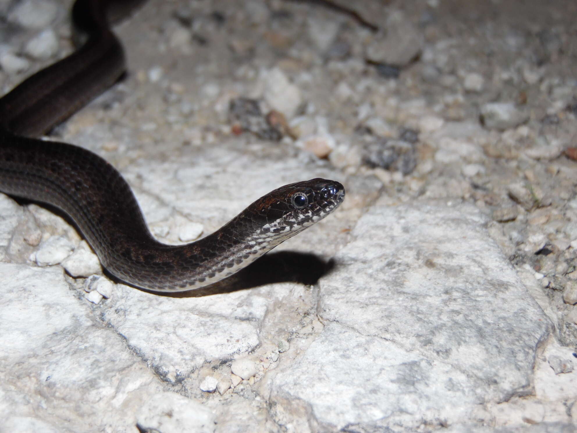 Image of Two-spotted Snake