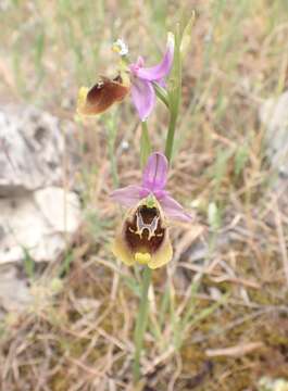 Image of Ophrys fuciflora subsp. oblita (Kreutz, Gügel & W. Hahn) Faurh., H. A. Pedersen & S. G. Christ.