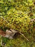 Image of aulacomnium moss